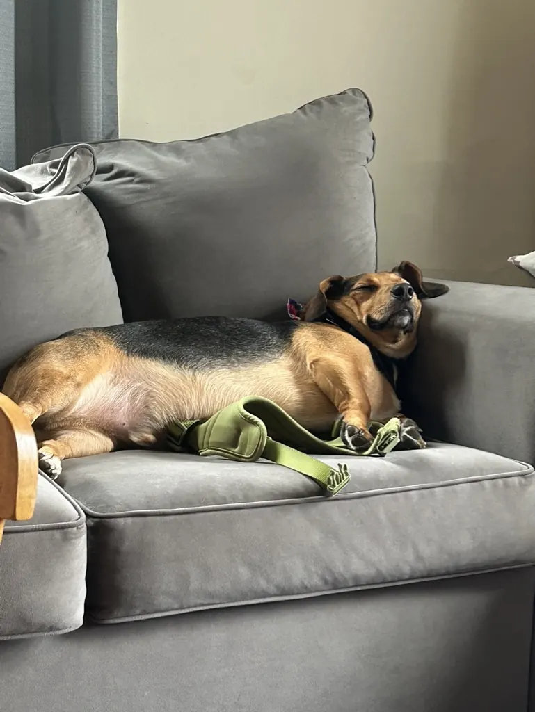 Jax relaxing on the couch